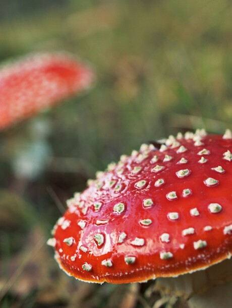 Rood met witte stippen...