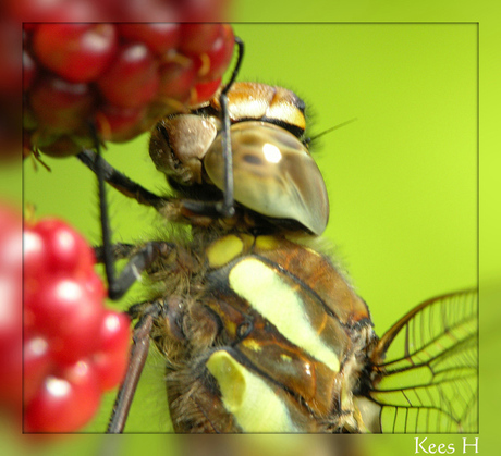 Libelle in bramenstruik