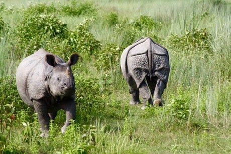 Nepalese Neushoorns