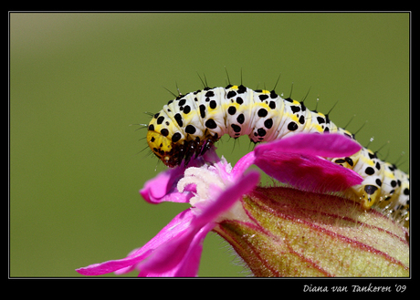 Rups op bloem