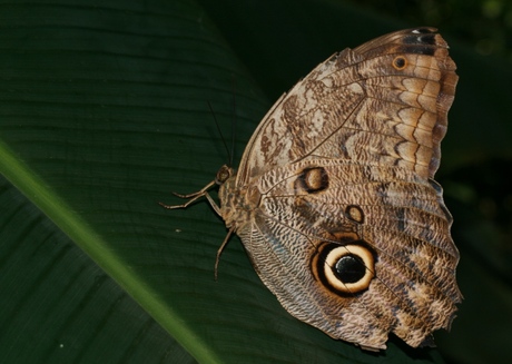 Caligo atreus