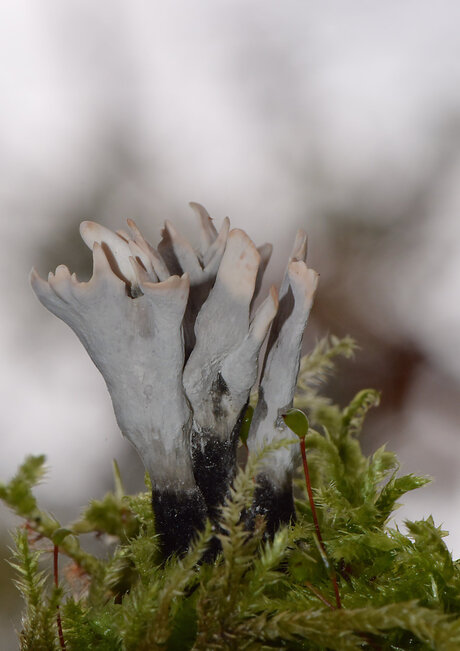 Geweizwam (Xylaria Hypoxylon)