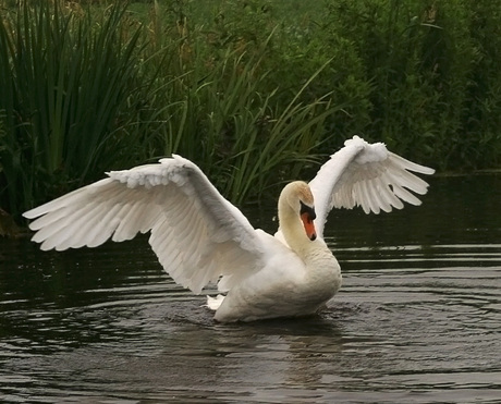 Trotse zwaan