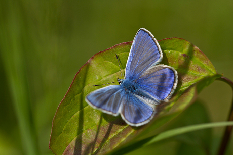 1 blauwtje maakt nog geen zomer 2