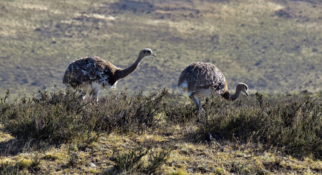 Lesser Rhea (Rhea pennata)