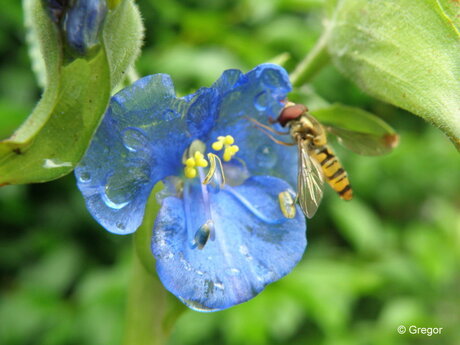 zweefvlieg op natte bloem