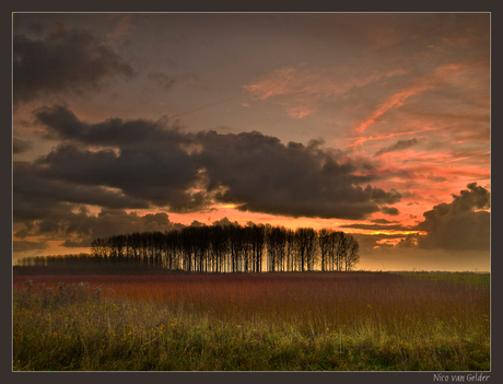 Rode wilgentenen