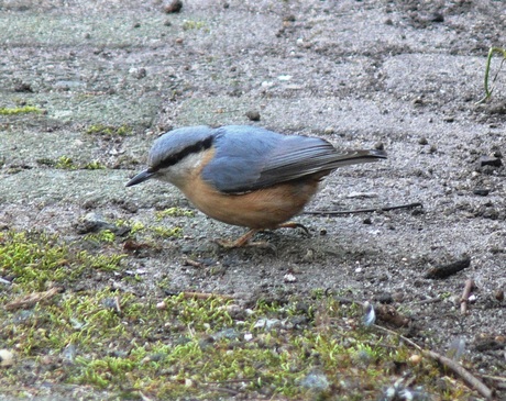 boomklever in de tuin