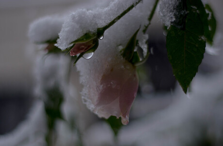 roos in de sneeuw