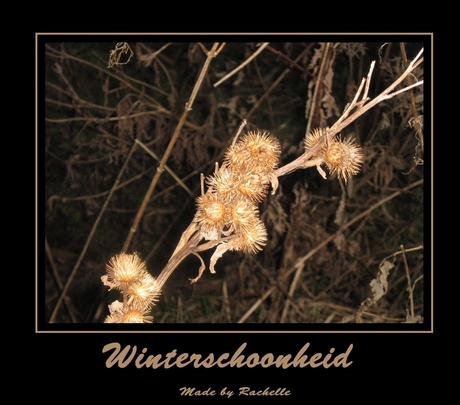 winterschoonheid