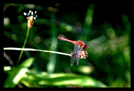 Libelle op plant