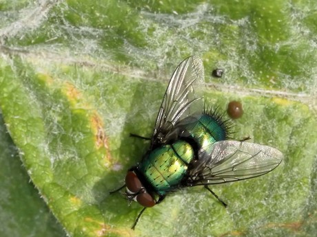 Groene vlieg in de zon