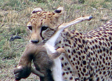 Kenia, Safari