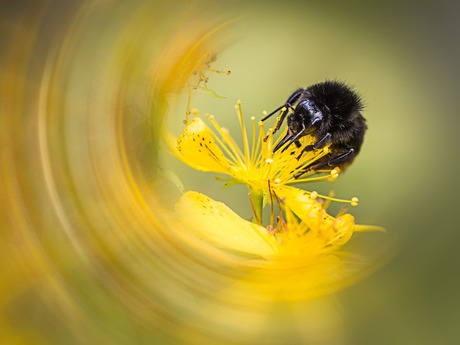 hommel in het geel