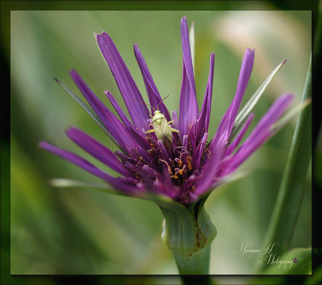 Wantsje op Paarse morgen ster(Tragopogon porrifolius L)