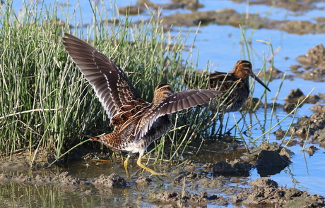 watersnip (2)