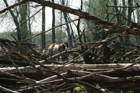 Konikpaarden in het Wilgenbos