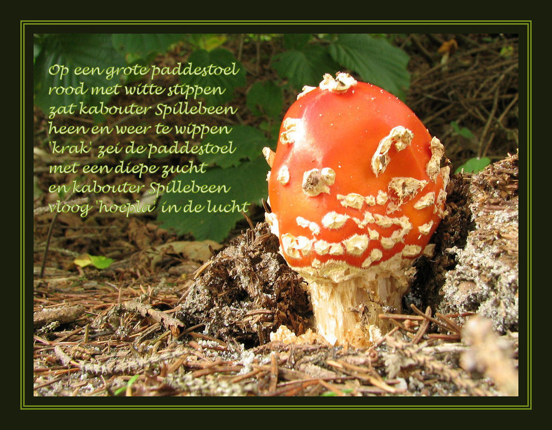 Kabouter Spillebeen - Foto Van Marjonvanv - Natuur - Zoom.Nl