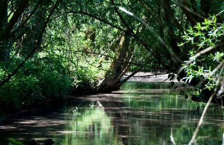 Romantische Biesbosch