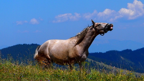 Lipizaner Paard
