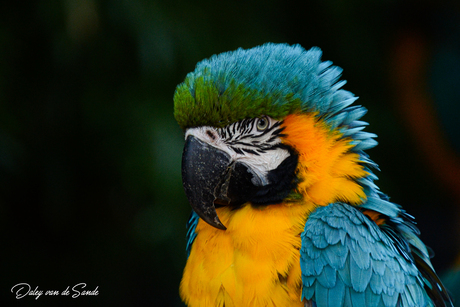 Portret van een blauw-gele ara