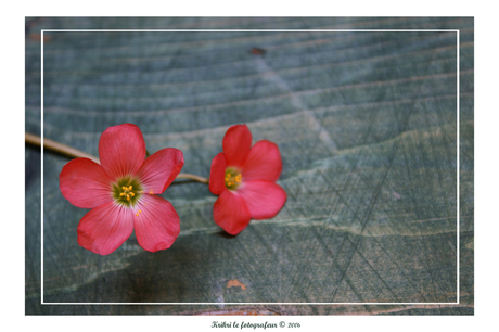 Redpink flower