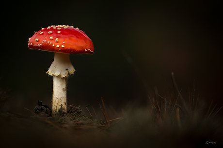 Mushroom of the hidden path