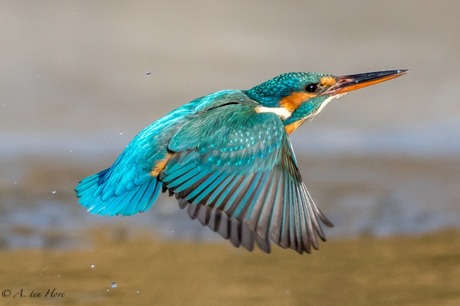 Ijsvogeltje in volle vlucht