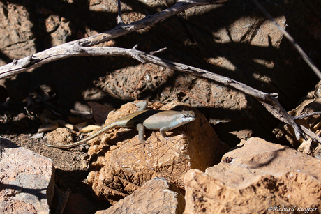 Ovambo-boomskink of Bocage's mabuya (Trachylepis binotata)