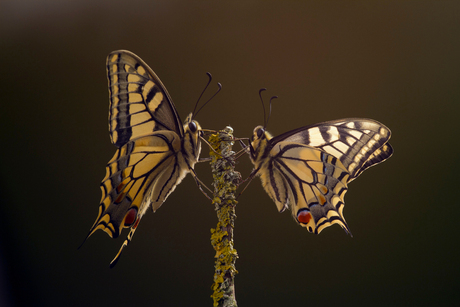 Koninginnenpage, papilio machaon 3