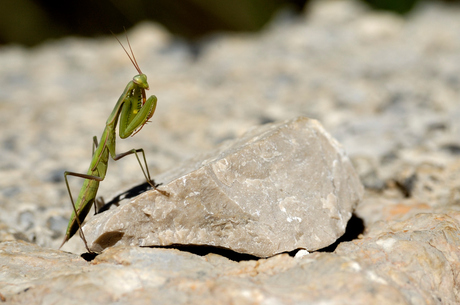 Bidsprinkhaan
