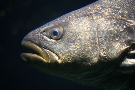 in het aquarium