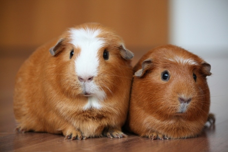 Fredje en Freddy (cavia)