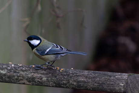 Koolmees in de tuin