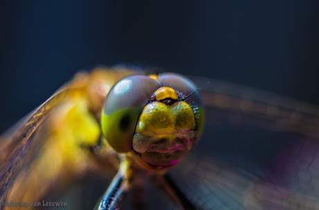 Just a Dragonfly his/her eyes