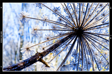 Frozen umbrella