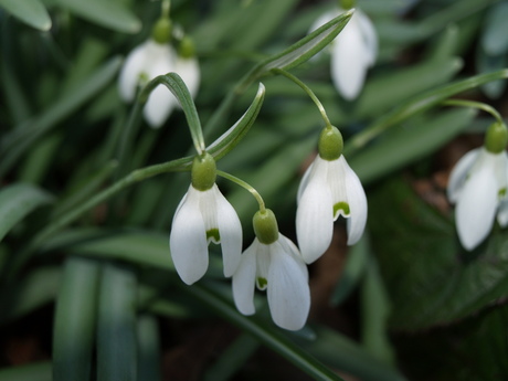 de lente in aantocht