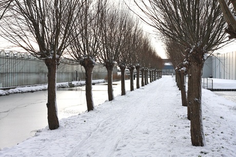 Bomen laantje in de sneeuw