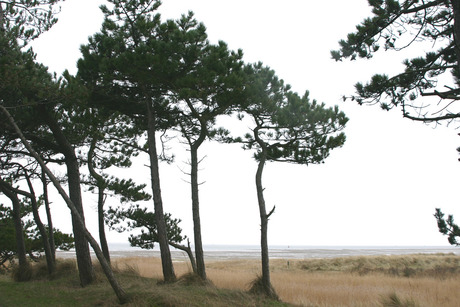 Terschelling