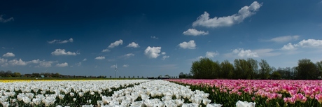 Dutch Spring Landscape