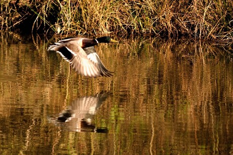 spiegelbeeld