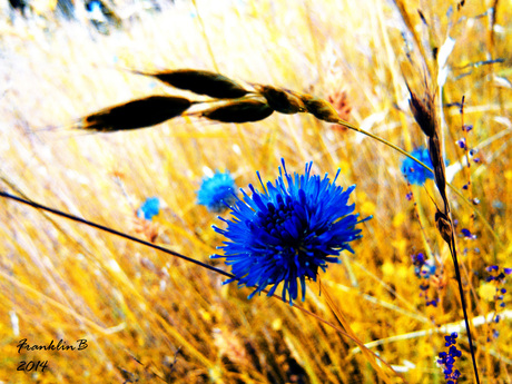 Blauwe bloem