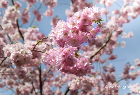 kersenboom bloesem