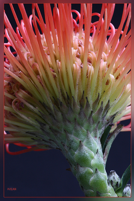 Protea Nutan