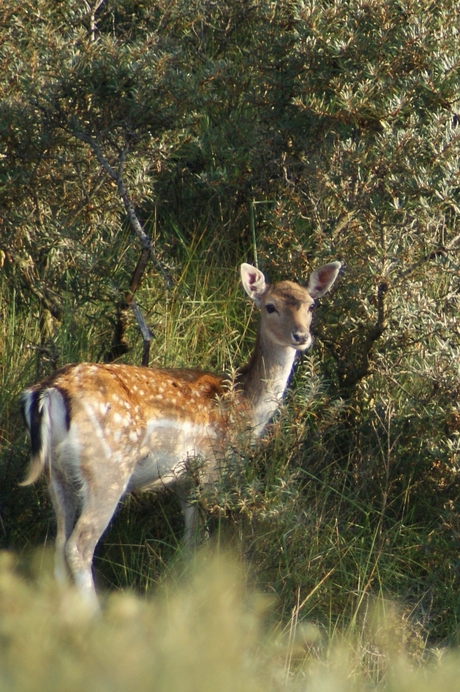 Damhert in AWD