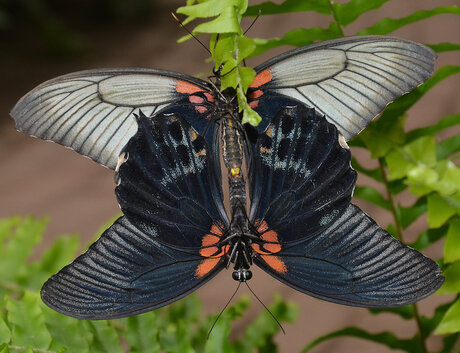 Butterfly love!