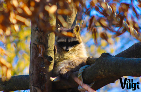 Up in the tree