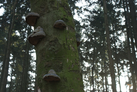 Elvenbankjes op de boom