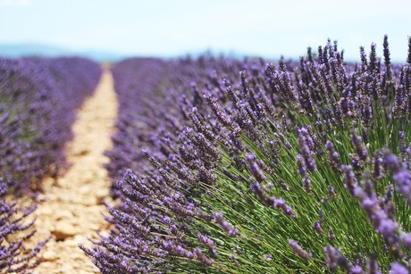 Franse lavendel velden