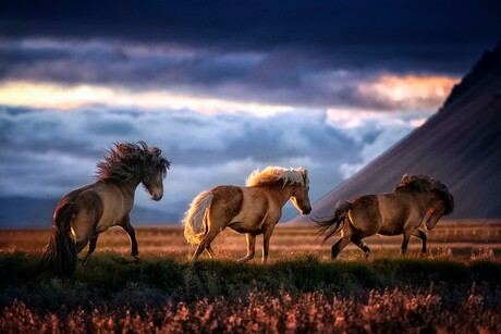 Icelandic Horses